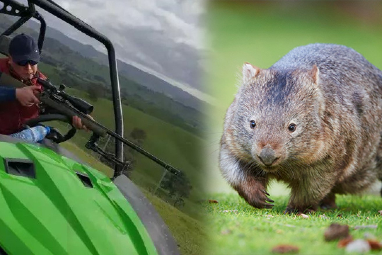 Chinese tourists were being invited to shoot wombats and other Australian animals at a property in northern Victoria. 