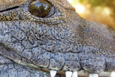 Surgical plate found in croc&#8217;s stomach might help solve cold case