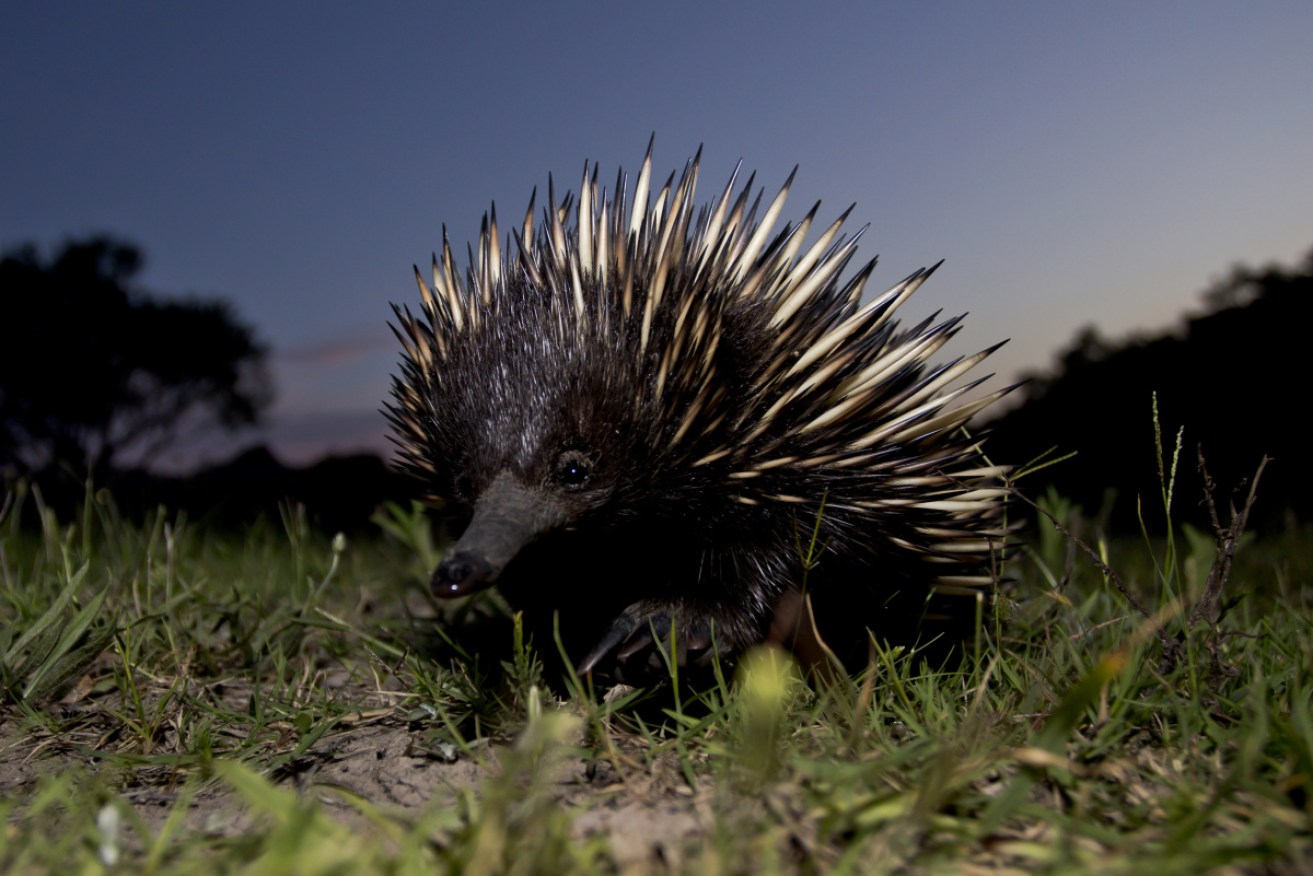 Gao said he was curious about the echidna, and had never seen one before.