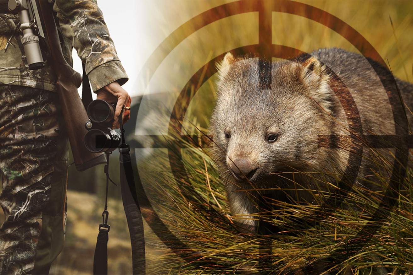 There's been widespread outrage after tourists were invited to go trophy hunting for wombats. 