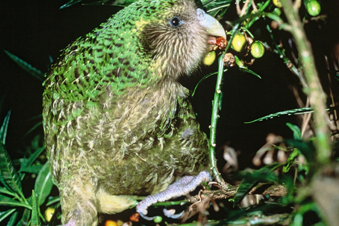 The chunky, endangered kakapo has taken NZ's 2020 bird of the year title.
