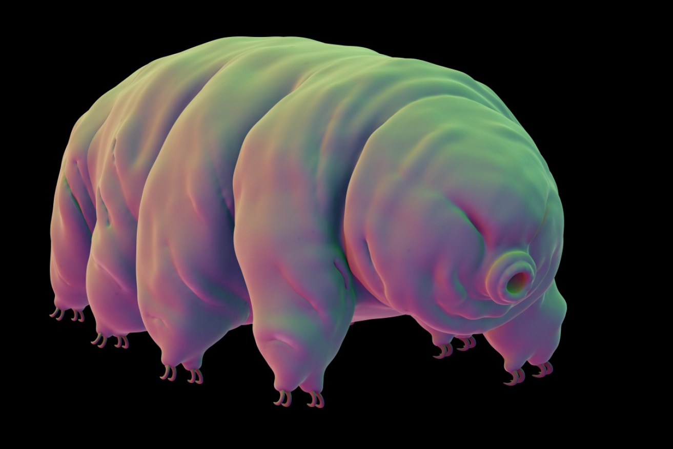 Tardigrades are now sleeping on the moon. Just add water and they will come back to life. 