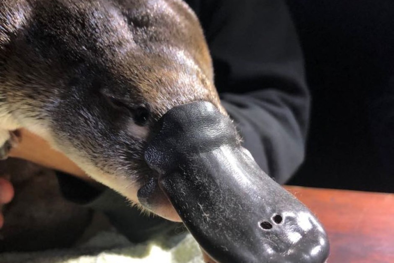Climate change is ravaging platypus populations, making the Sydney colony vital for their long-term survival. <i>Photo: Platypus Conservation Initiative</i>