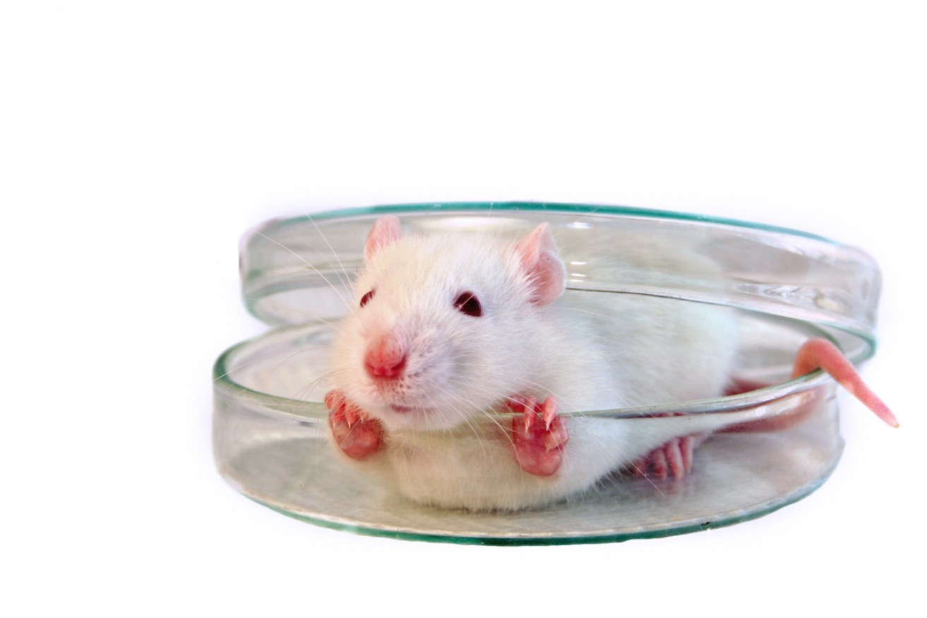 Mouse embryos will grow a human pancreas in the place of a rodent one. 