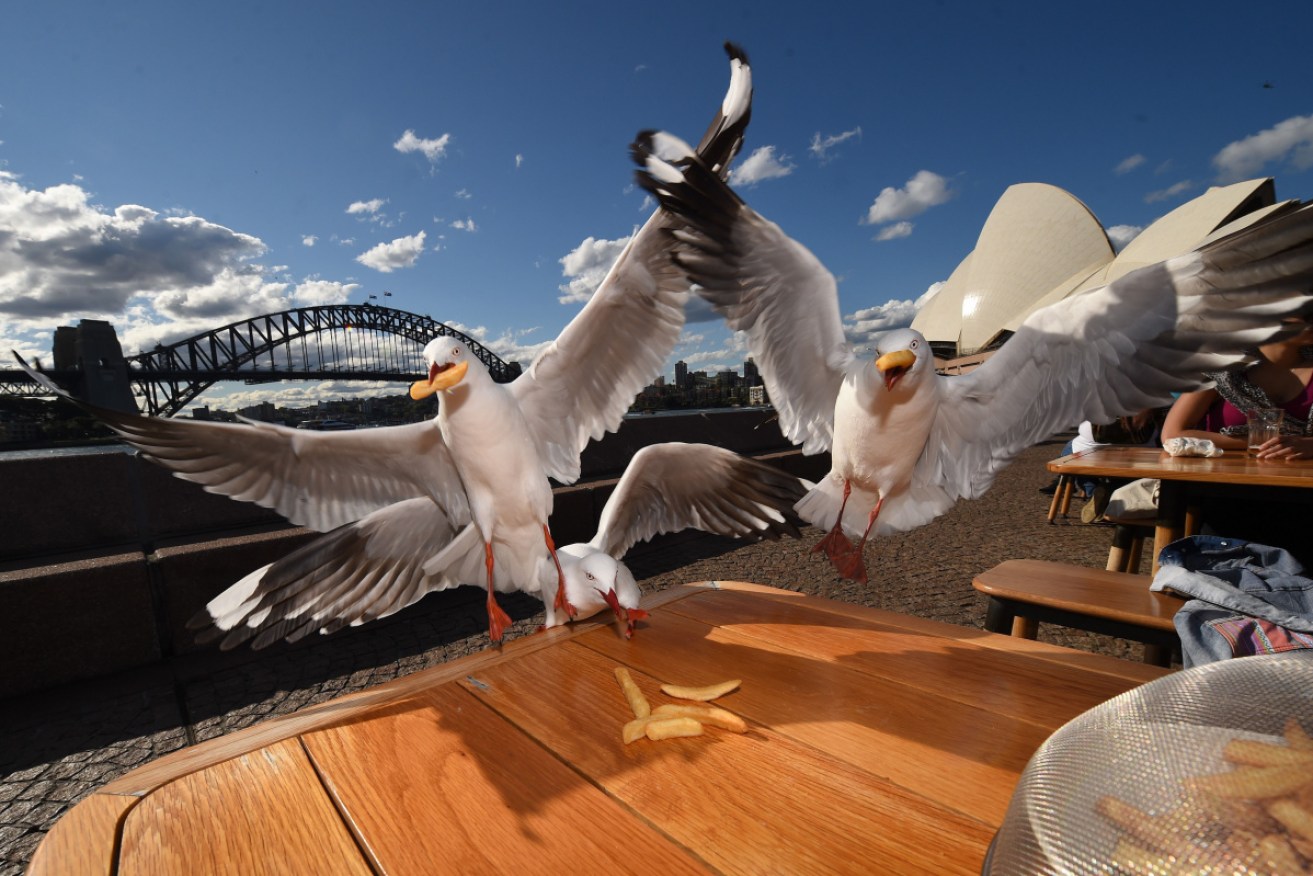 Seagulls are less likely to rush in and grab your lunch if you maintain eye contact with them. 