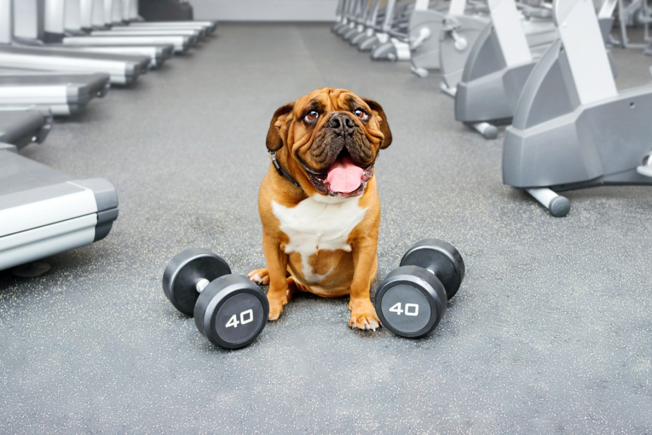 In animals, weight training appeared to promote the creation of new neurons in the memory centres of the brain.