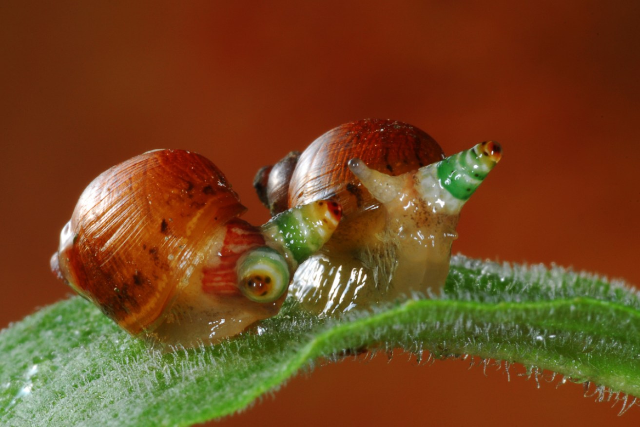 Two zombie snails in full flight – the parasitic worms enlarge their host's eyestalks and pulsate vibrantly.