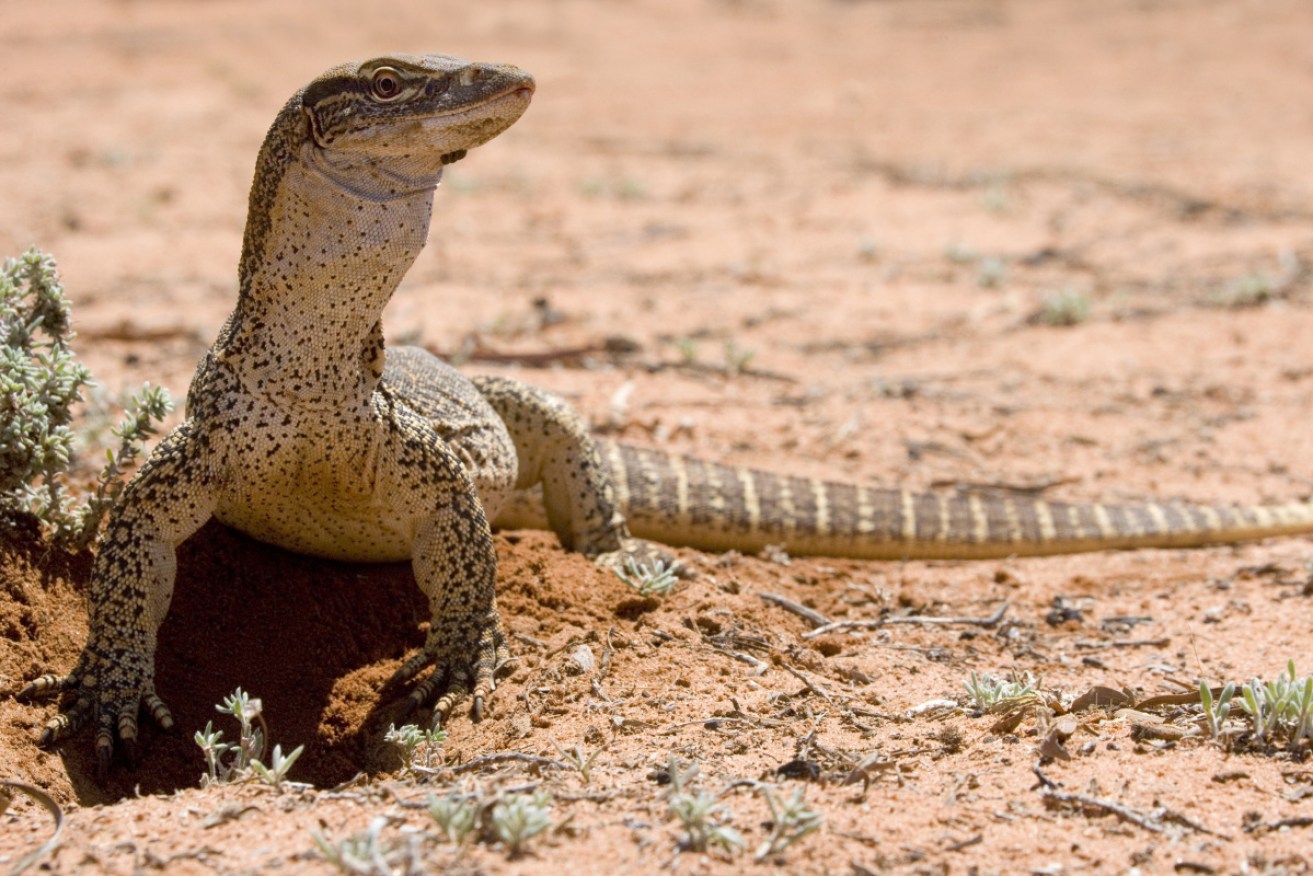 The Flametree couple were attacked by the goanna as they tried to rescue their pet dog.