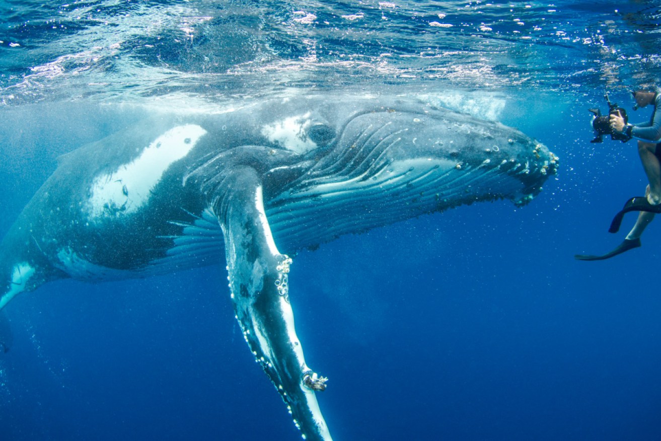 Up close and personal with a whale in the waters off Tonga.