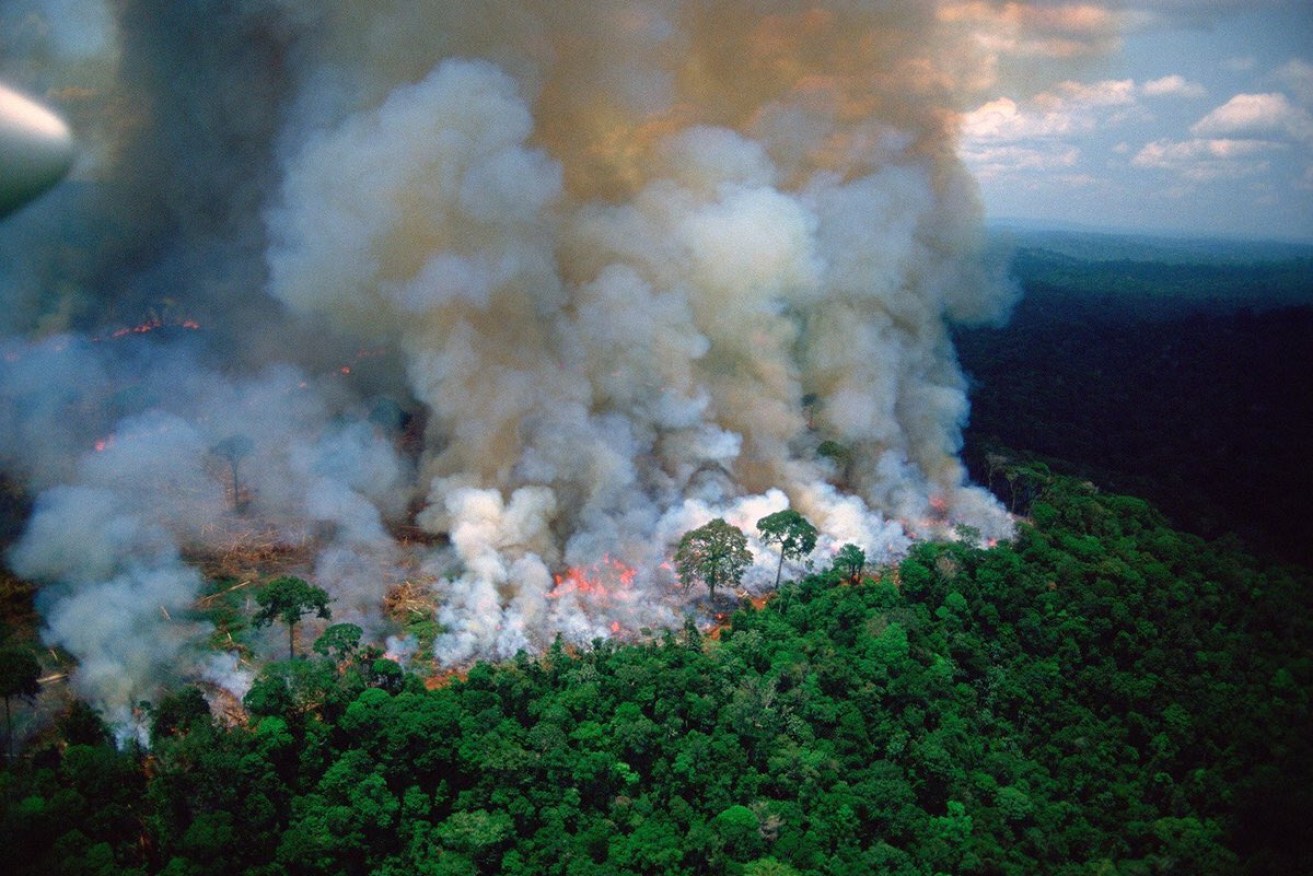 The Amazon rainforest is battling a record number of fires. 