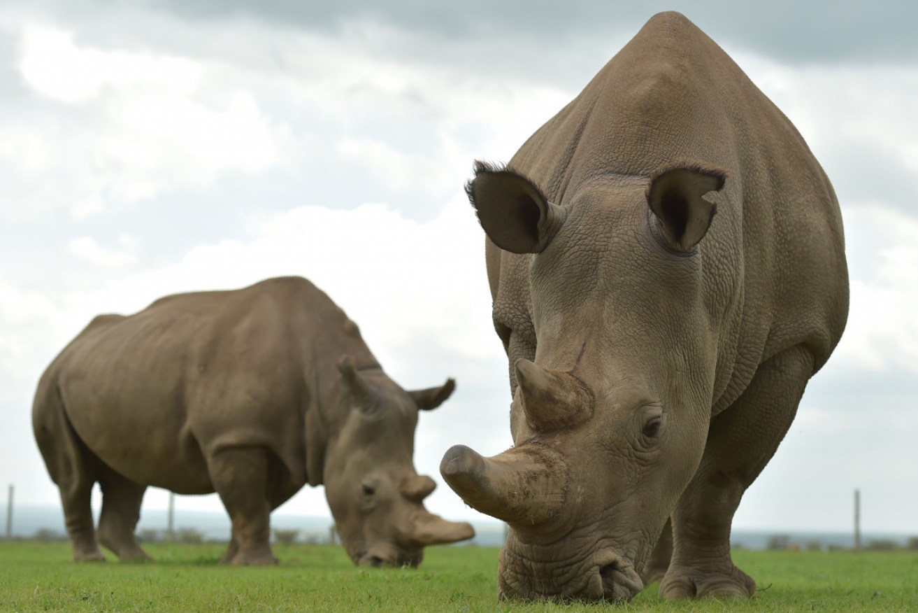 Scientists say producing a white rhino embryo is a tangible reality for the first time.