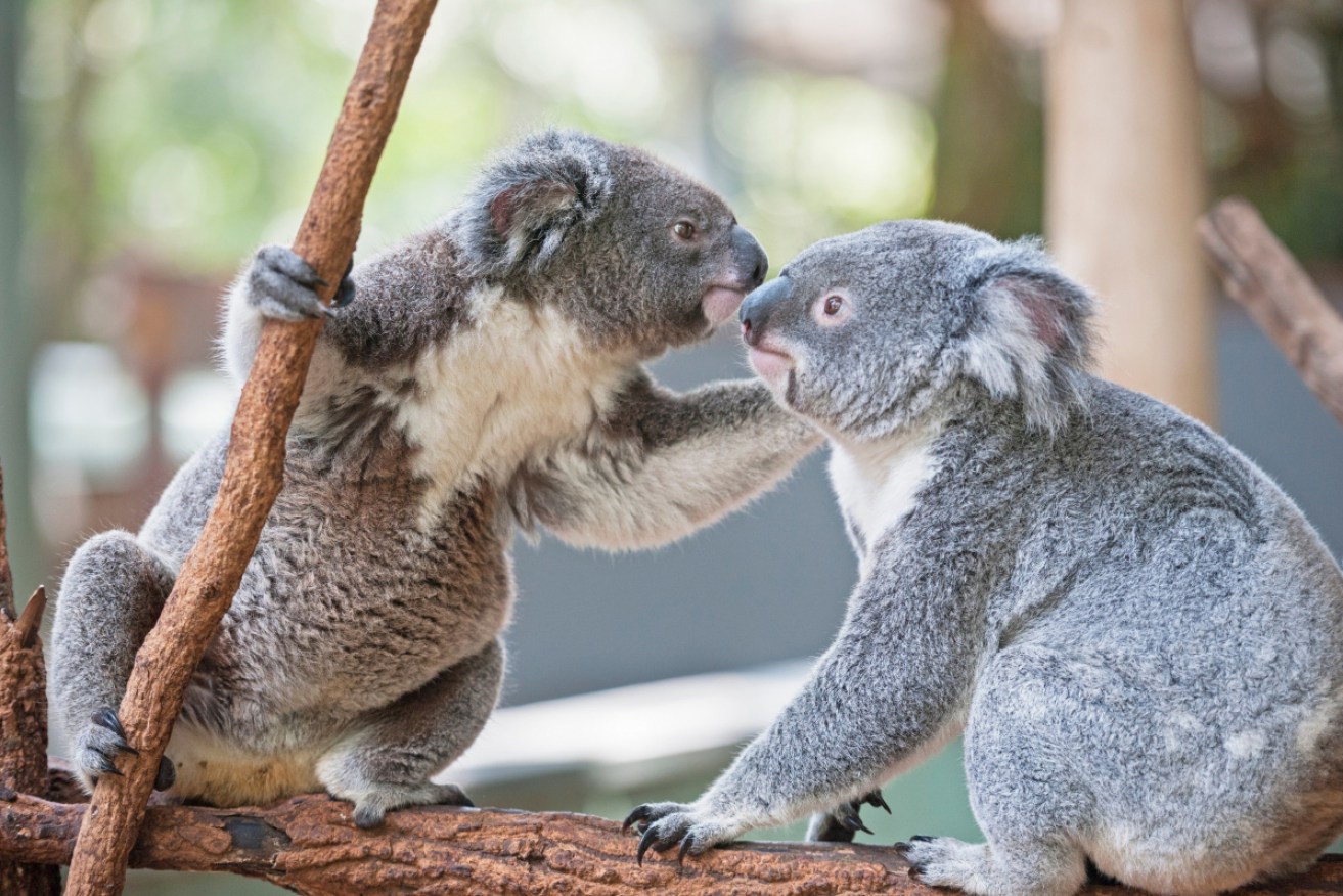 "Is that poo on your breath?" "Yes, but only because I'm planning to eat a different kind of tree."