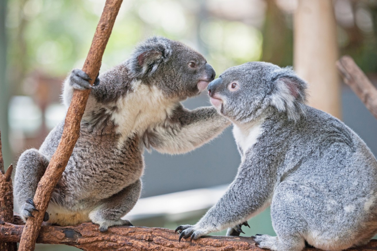 "Is that poo on your breath?" "Yes, but only because I'm planning to eat a different kind of tree."  