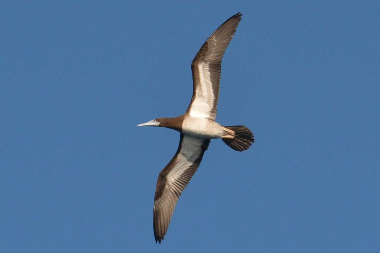 The Coral Sea is revealing new information about seabirds, like the brown booby.