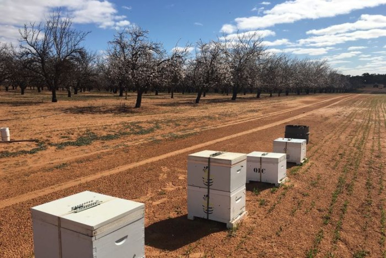 Beehives in an almond orchard during pollination season this month.