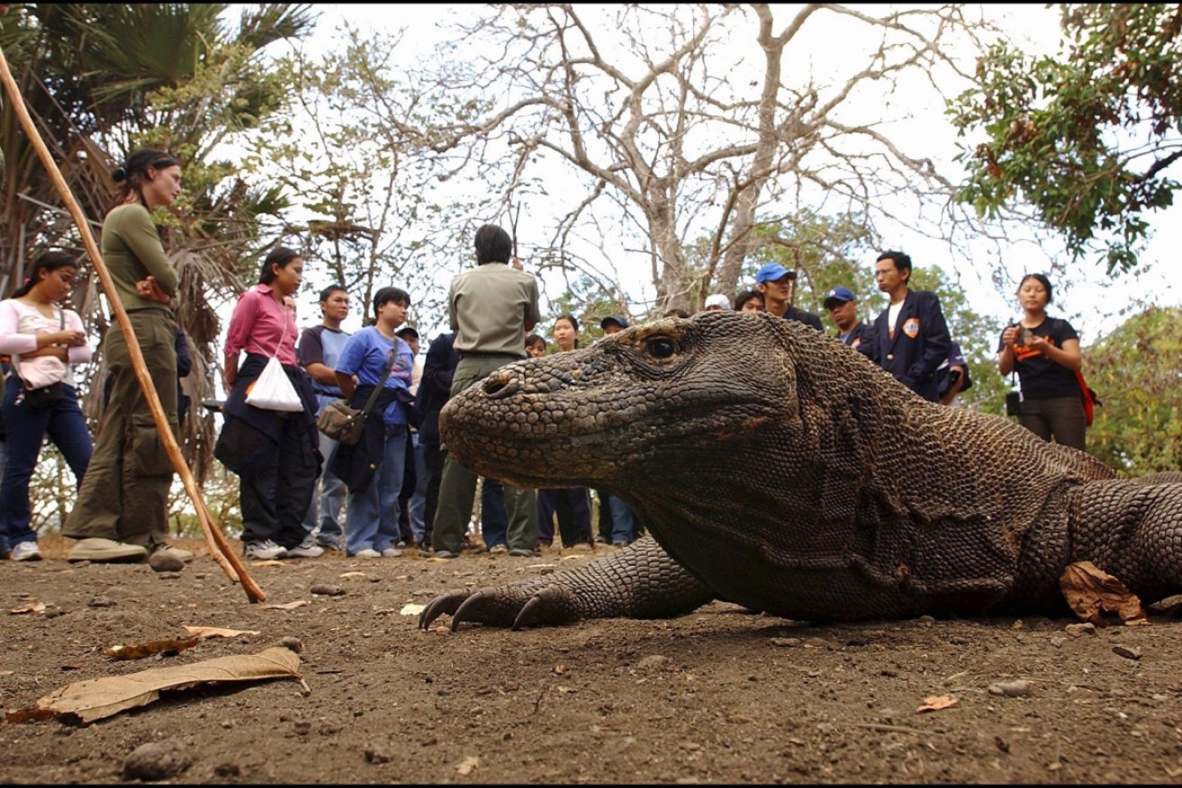 Indonesia wants to close its island of Komodo to the public for at least 12 months.