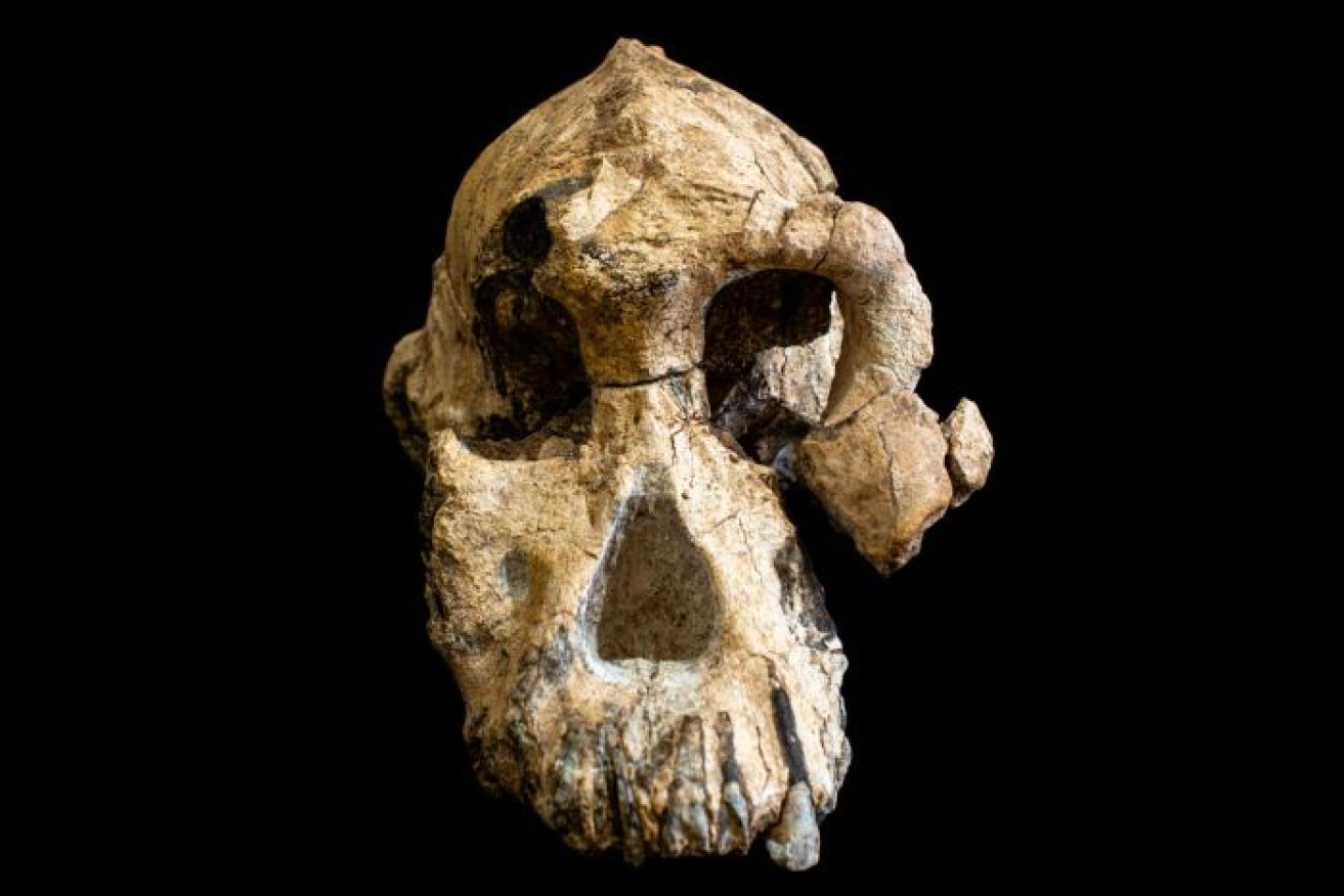 The fossil skull is the most complete specimen ever found in sediments older than 3 million years. Supplied: Cleveland Museum of Natural History