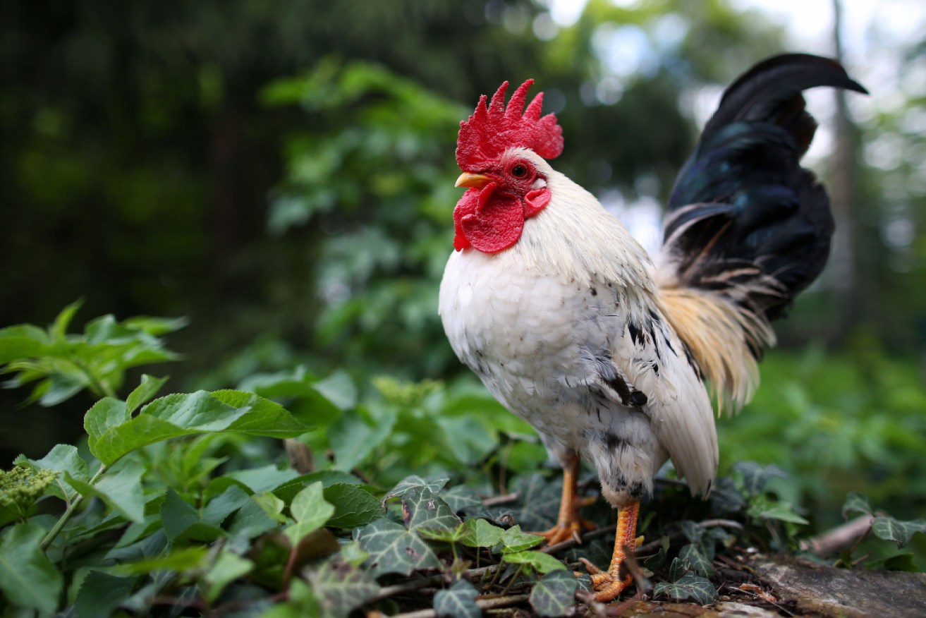 Professor Byard said rooster attacks are rare, but could be fatal.
