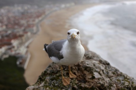 In defence of seagulls: They’re smart, and they co-parent, 50/50 all the way
