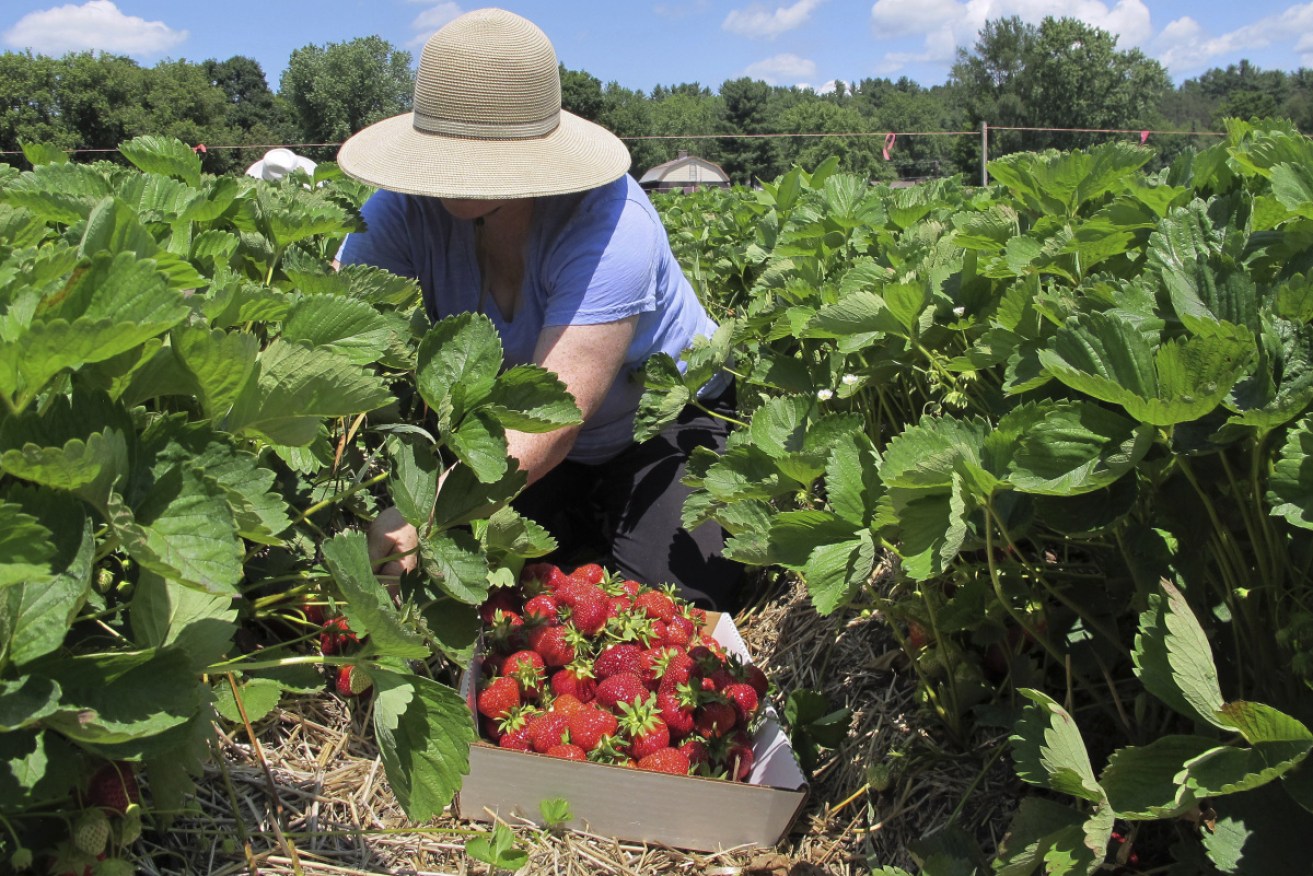 The Australian government is bringing in seasonal workers. 