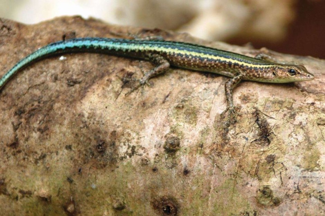 The skinks have been introduced to a tiny island about 1,000km away from their old home. 