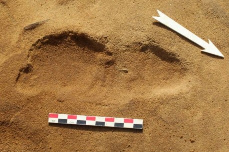 Neanderthal children’s footprints offer rare snapshot of Stone Age family life