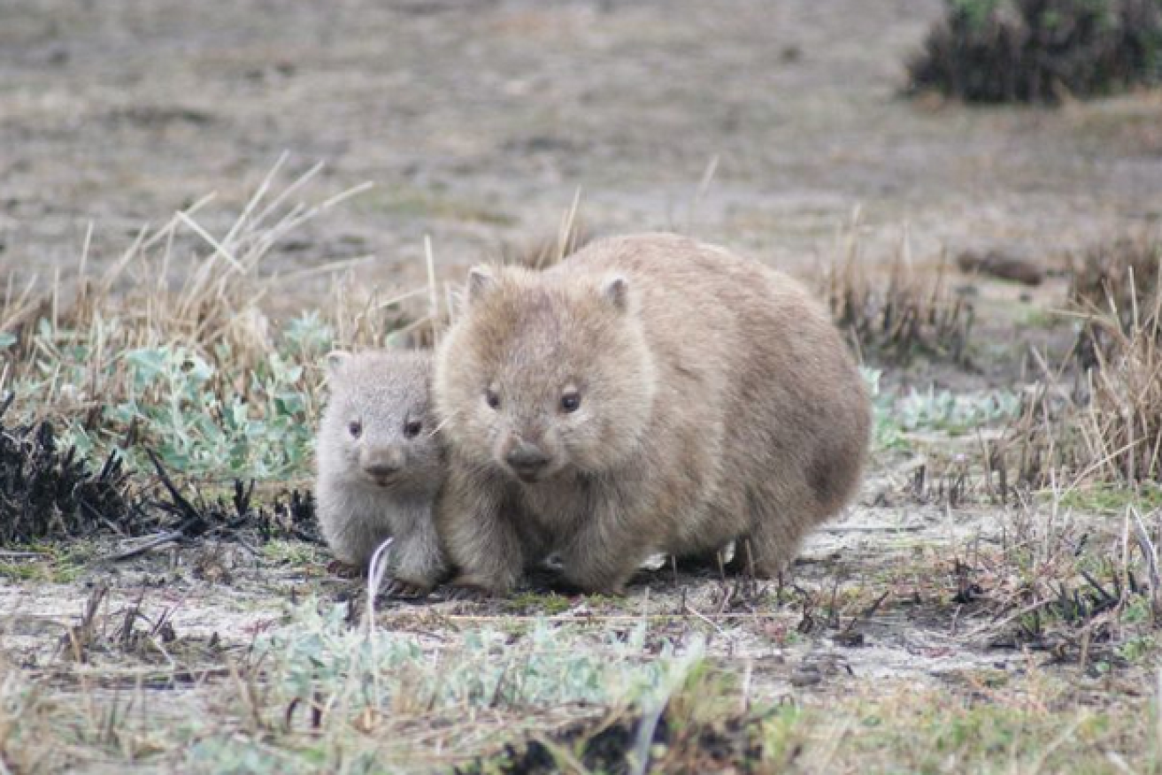 Contrary to popular belief, wombats have better thing to do, like raising their young, than patting their scat into cubes. 