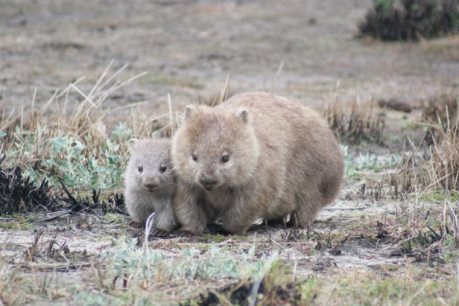 Scientists solve the mystery of wombats&#8217; cube-shaped poo