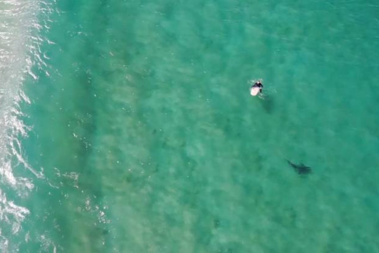 The drone helped warn the surfer as the shark neared.