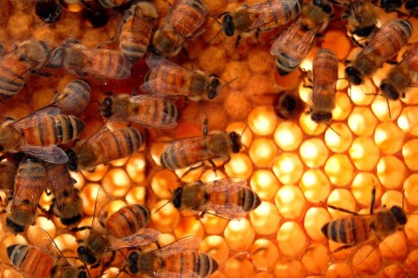 The threat of varroa mite is real. But these Australian beekeepers are ready to face it
