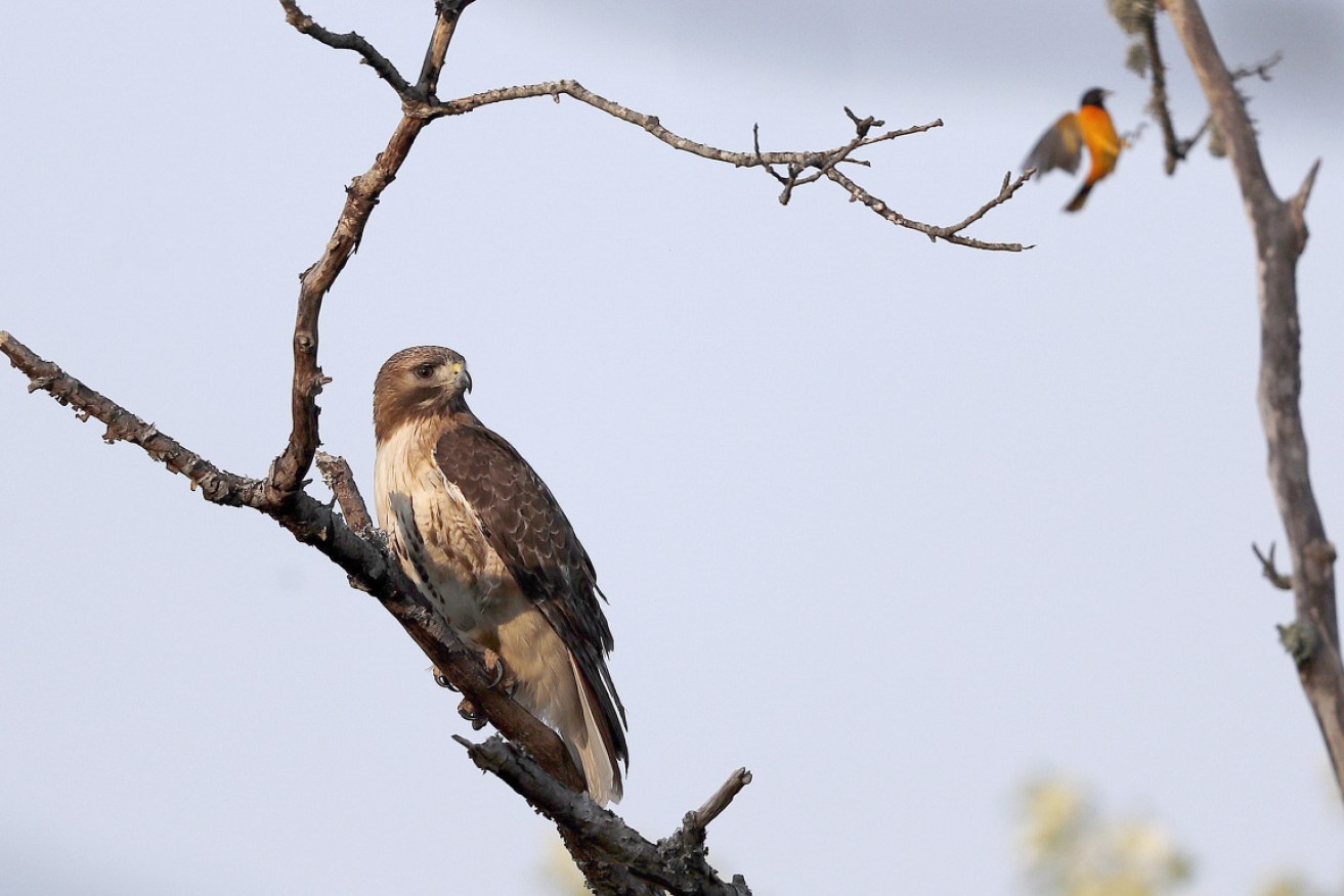 A red-tailed hawk on a tree scouting for prey near a Baltimore oriole, as the number of birds in North America declines by three billion.
