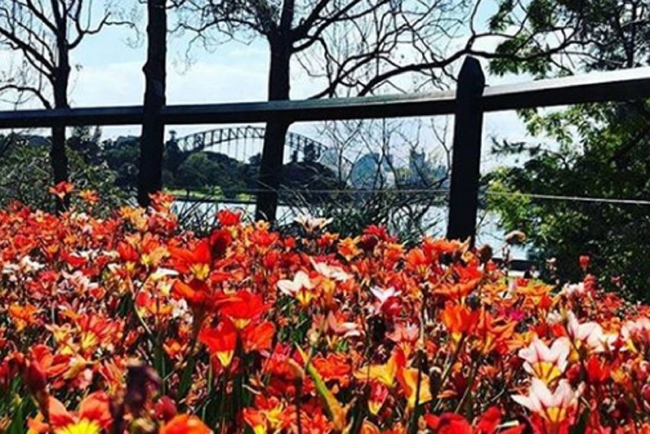 The blooms and views at Sydney's Royal Botanic Gardens are a national seasonal highlight.