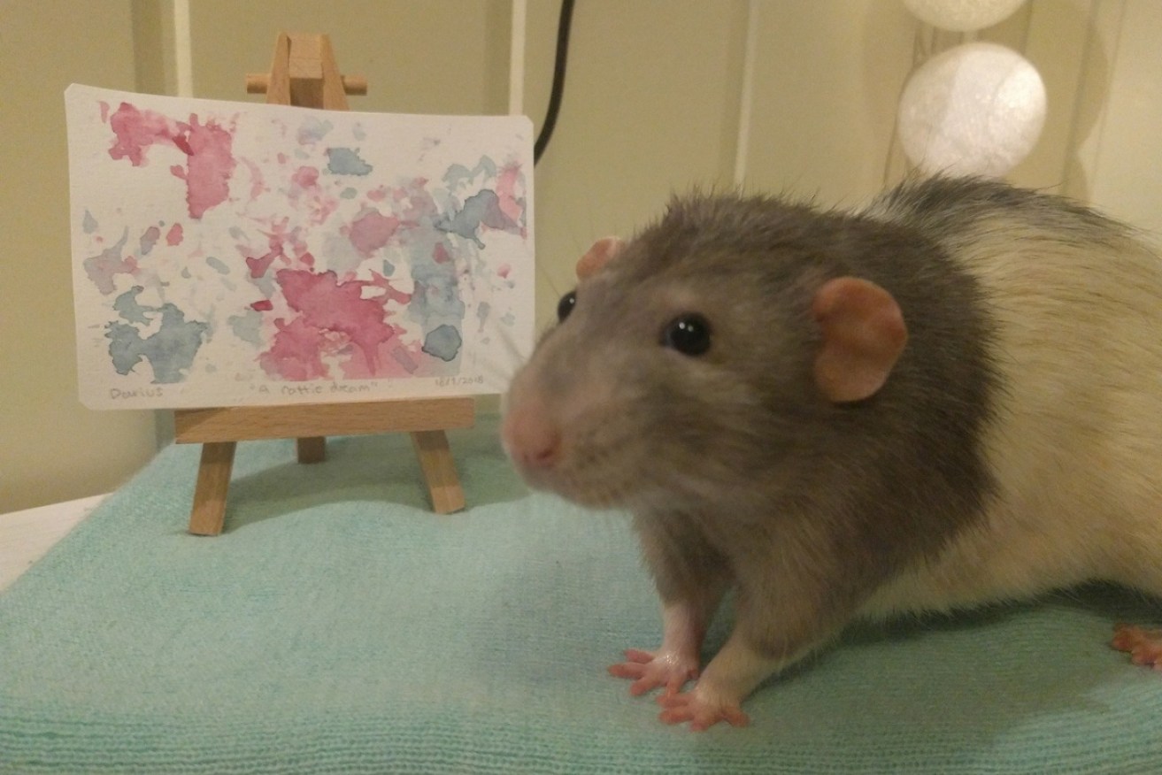 Darius the rat poses in front of his first watercolour painting, created in 2018.