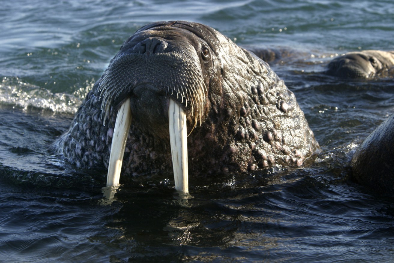 The Russians on board the ship say the walrus was defending her cubs.