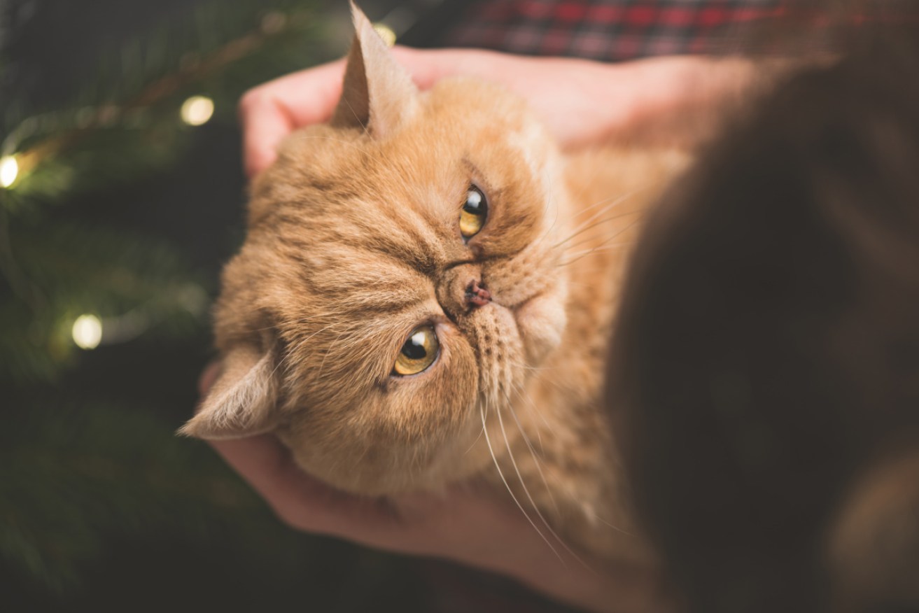 We might've been wrong about cats all along. New research suggests they do have some positive feelings towards some people.