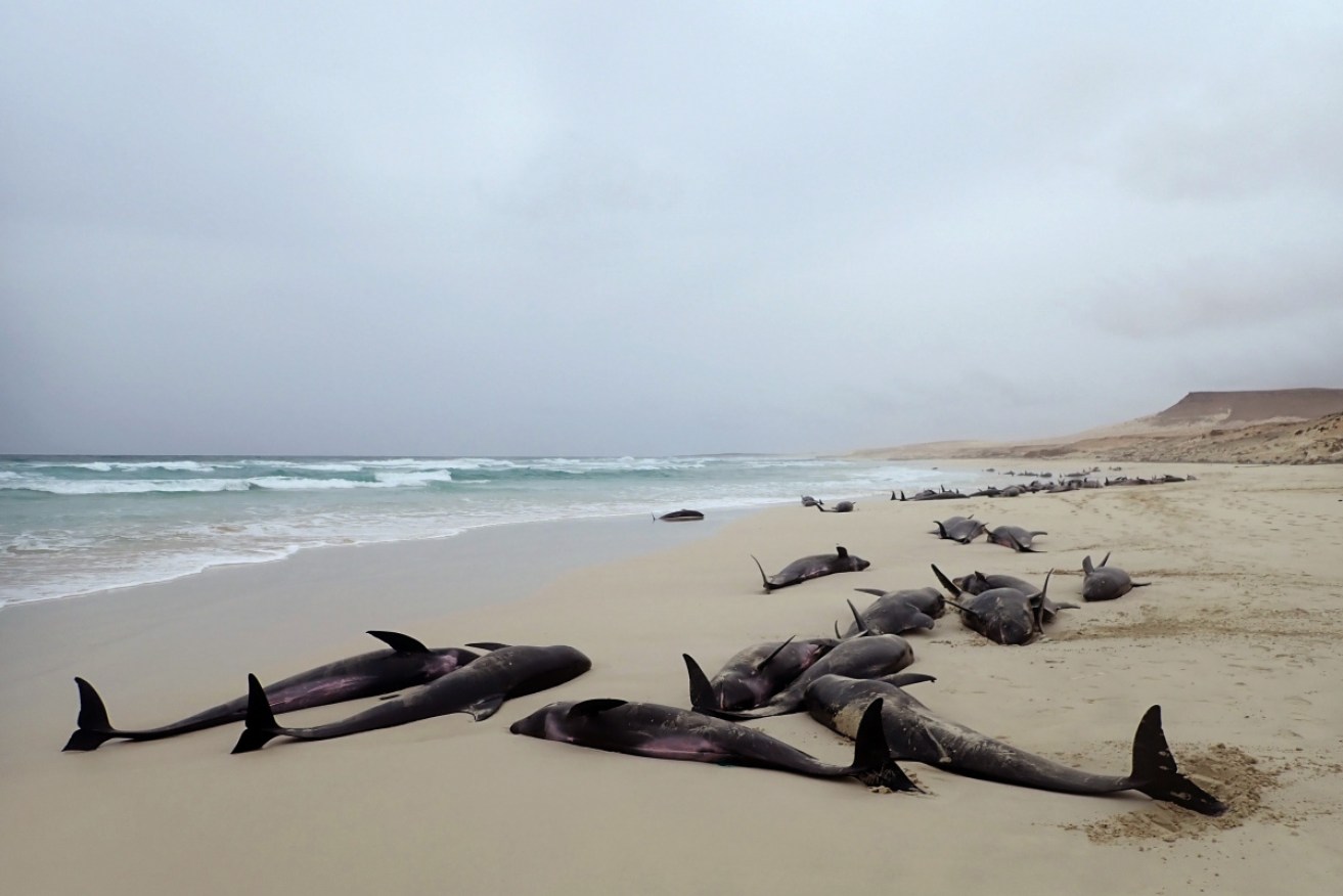 Dolphins run aground on Altar beach in Boavista Island, Cape Verde.