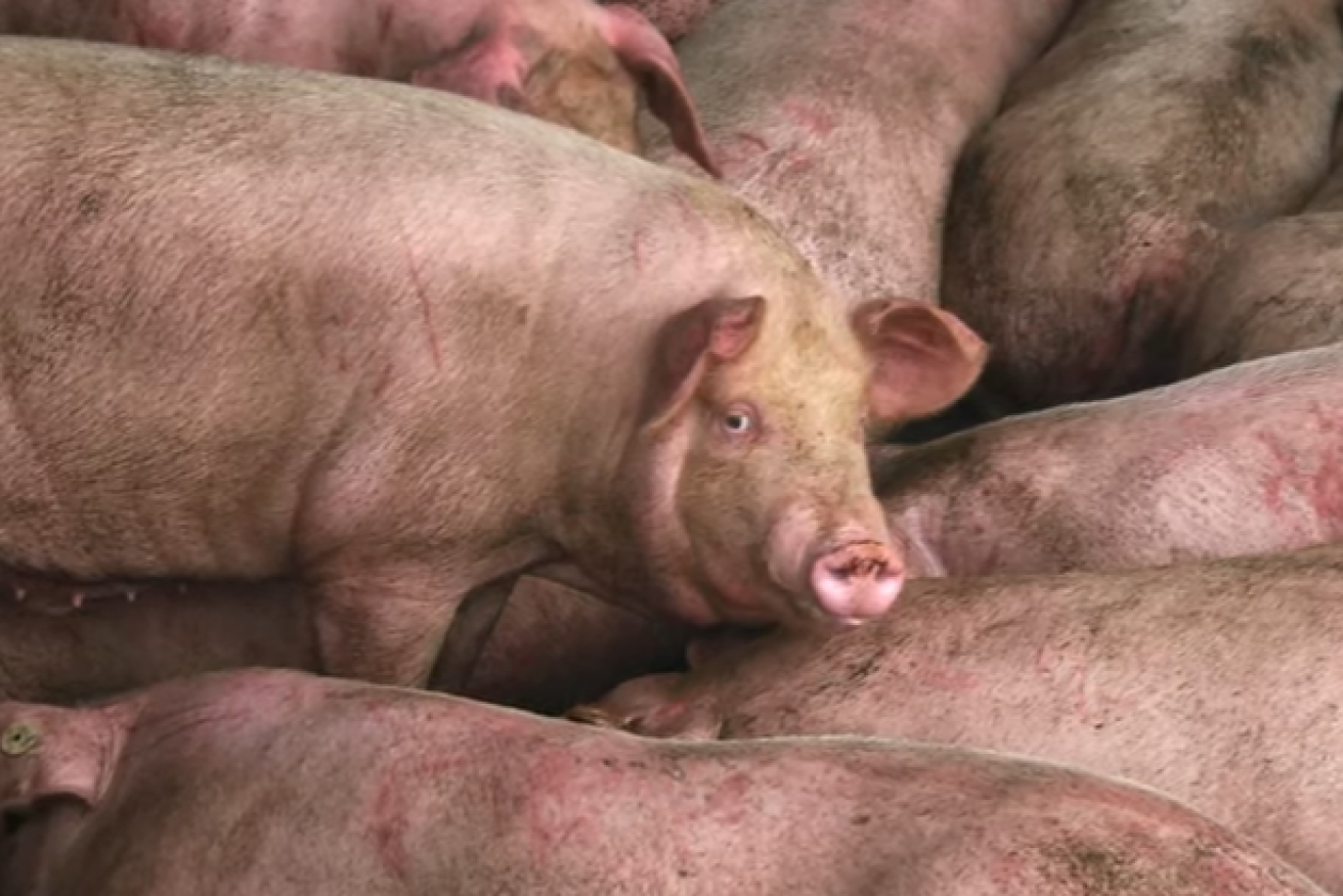 China's pigs are dying in their millions from African swine fever. 