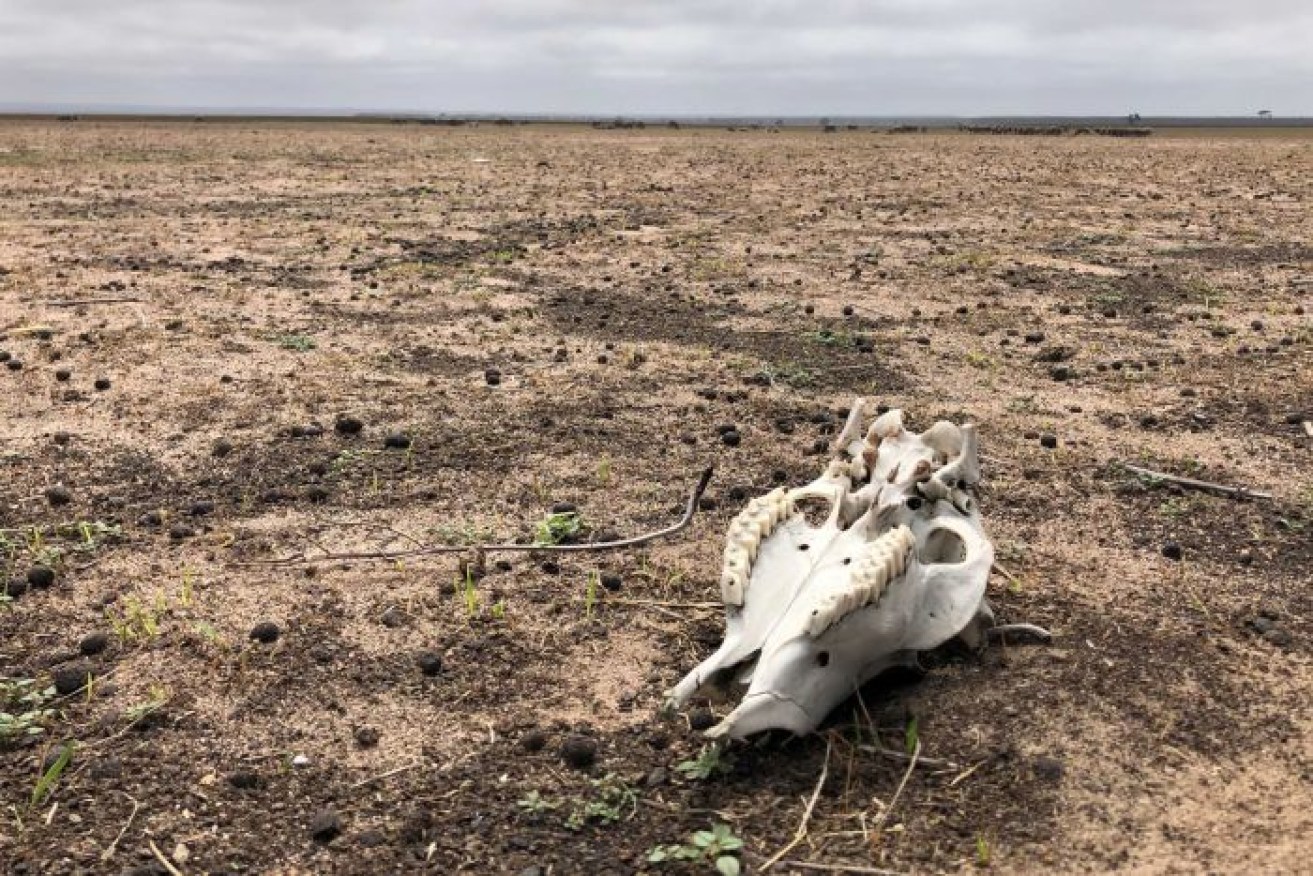 Parched and lifeless under the relentless sun of the hottest year on record, Australia was ready to burn.