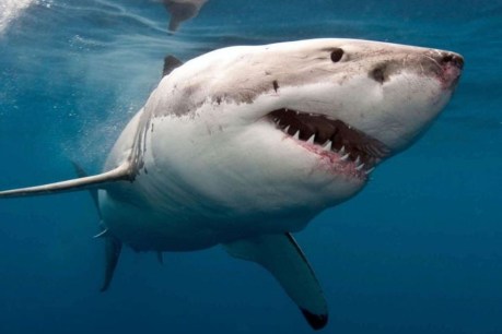 Police probe reported Tasmanian shark kill