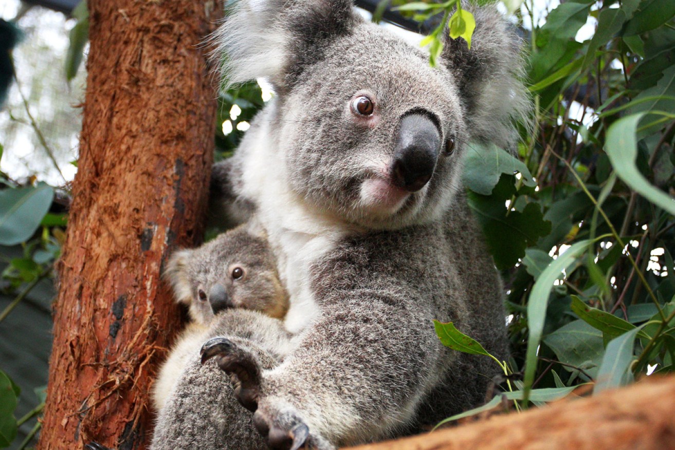 Logging is planned in some of the most vital koala habitat areas before the new park is declared.