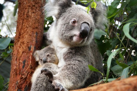 Loggers targeting one fifth of planned NSW koala park