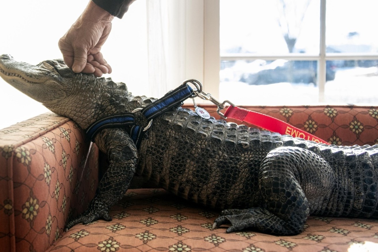 Mr Henney adopted an alligator named Wally six years ago to provide companionship as he underwent cancer treatments. 