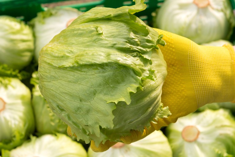 Lettuce linked to ‘explosive diarrhoea’ outbreak