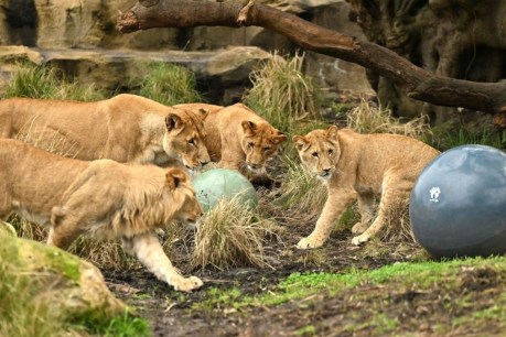 Taronga lions escaped out through faulty fence
