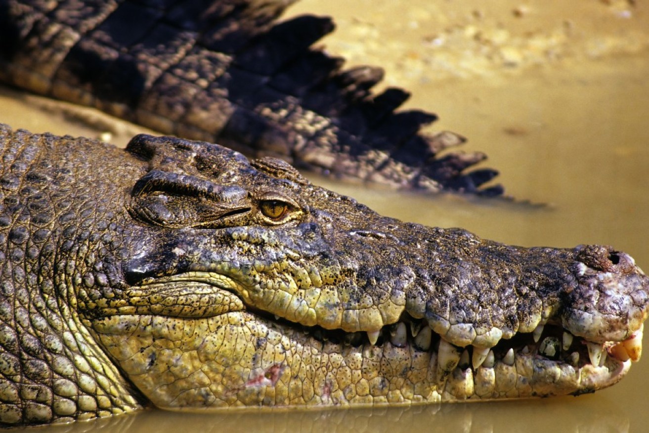 More than 70 crocodiles reportedly escaped a farm during fierce storms in southern China