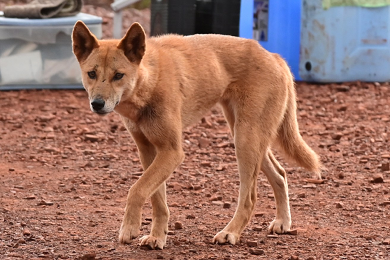 Rangers have put a tracking collar on a dingo after it entered a K'gari township. 