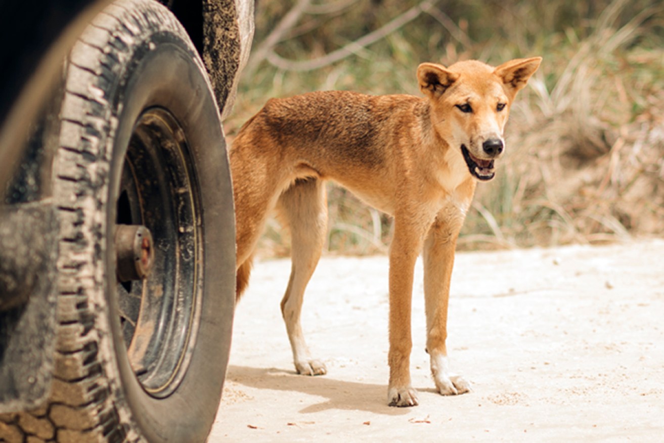 Rangers have repeated calls for people to be vigilant on K'gari after a dingo bit a boy on the leg.