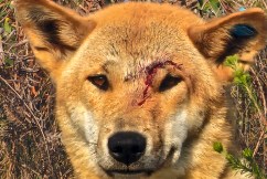Children hurt in dingo attacks at campground