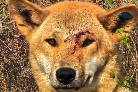 Children hurt in dingo attacks at campground