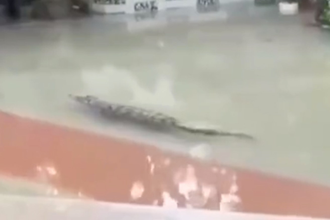 Footage circulating online shows the crocodiles apparently swimming in a flooded street.